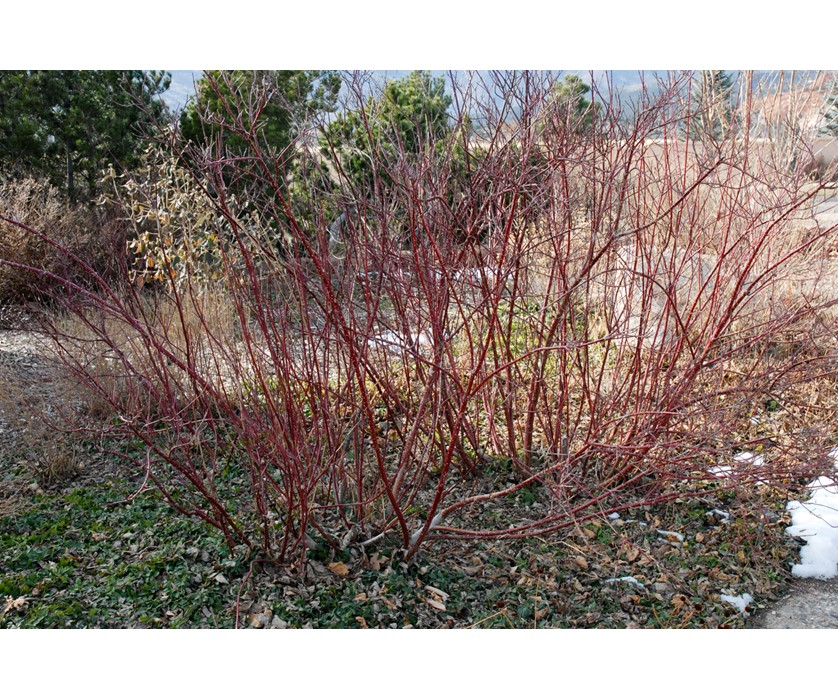 Variegated Dogwood